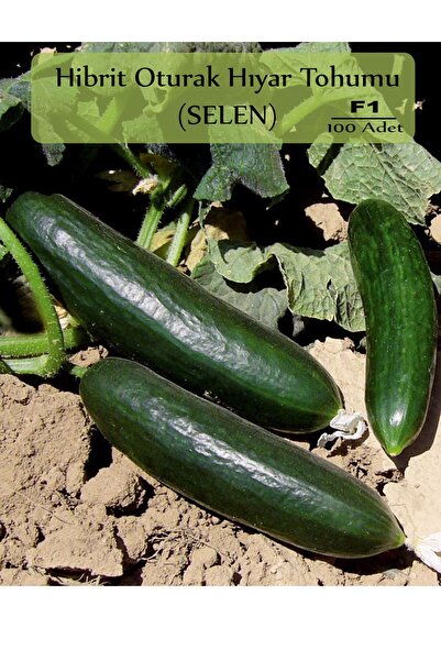 Zencefil Organik Hibrit Oturak Salatalık Tohumu Tohum Selen Hibrit Hıyar Tohu...