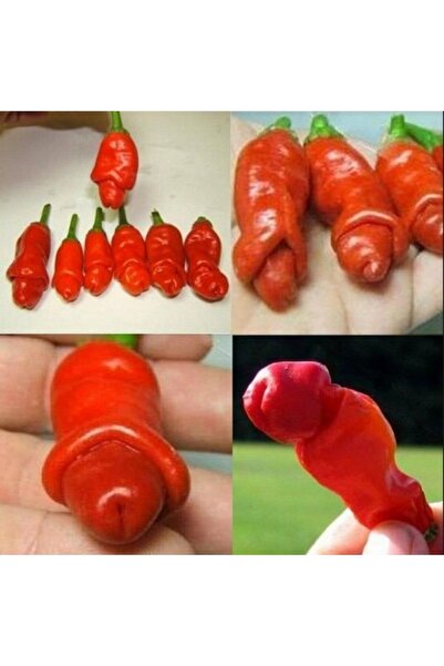 TacirDepo Gerçek Doğal Peter's Pepper(Biber) Tohumu(4 Tohum)