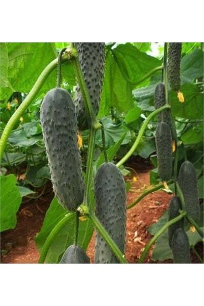 TacirDepo Tırtıklı Kütür Kütür Yemesi Olan Dikenli Hıyar Tohumu  (10 Tohum)