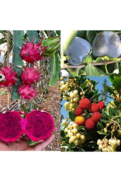 Doğan Fidancılık 3 lü fidan paketi Ejder meyvesi Dağ Çileği Özel Siyah Hurma 3 Yaşında Tüplü (120,160cm)Arası