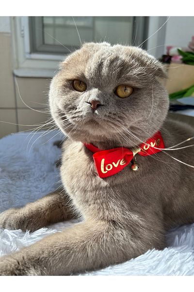 Melo Love Red Cat and Small Breed Dog Collar