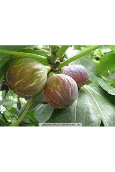 Ebruli Tüplü Fidan Patlıcan İncir Fidanı