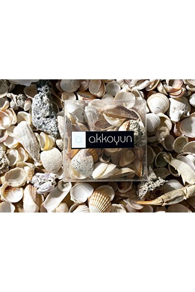 Akkoyun Deniz Kabuğu 500g 250g Hediye/ Karışık Kutu