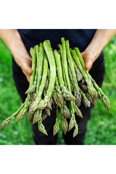 Bilgarden Doğal Geleneksel Asparagus Kuşkonmaz Tohumu (20 Tohum)