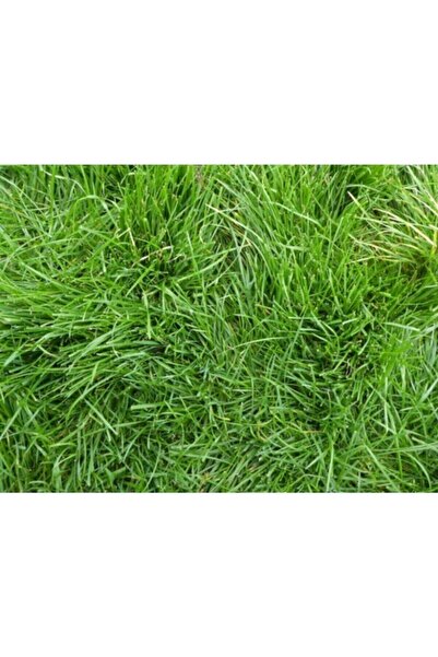 BAHÇESTORE Bermuda Grass Çim Tohumu 250 Gr Uganda Çimi Köpek Dişi Ayrığı