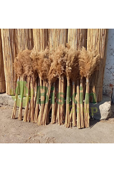 BİŞKİN Kuru Çiçek Doğal Pampas 20 Adet