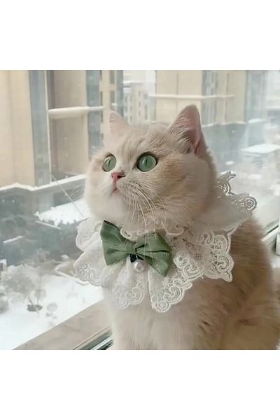 Proxy Paws Adjustable Cat and Small Dog Lace Neck Collar