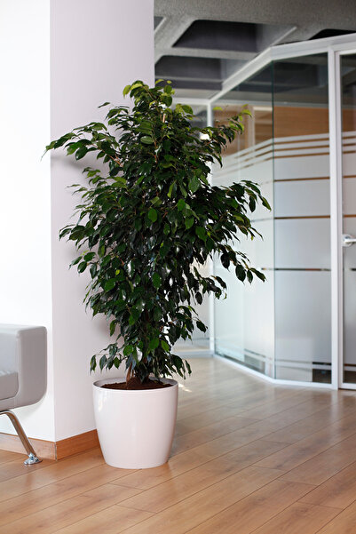 KıtayGroup Kırık Beyaz Yakut Saksı Parlak Dekoratif Plastik Çiçek Saksısı 7,4 Litre Iç & Dış Mekan Saksı