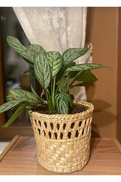 Asbar Dekor Hasır saksı sepet modeli üst 21cm alt 16cm yükseklik 17 cm