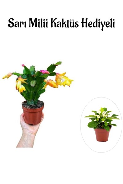 Bitkim Sende Sevgililer Gününe Özel Sarı Renk Yılbaşı Çiçeği Sarı Milii Kaktü...