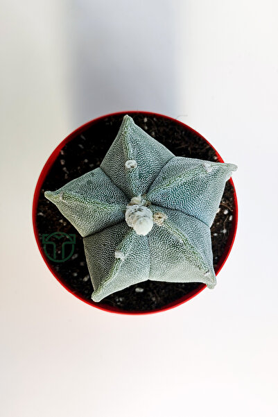 Toptan Kaktüs Yıldız kaktüs Astrophytum Myriostigma 5 dilim beyaz özel tür