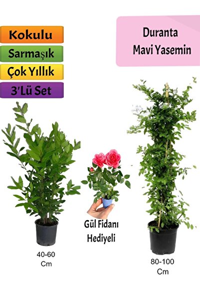 Nura Botanik Mavi Yasemin+ Defne Çalısı+ Pembe Gül Fidanı Hediyeli