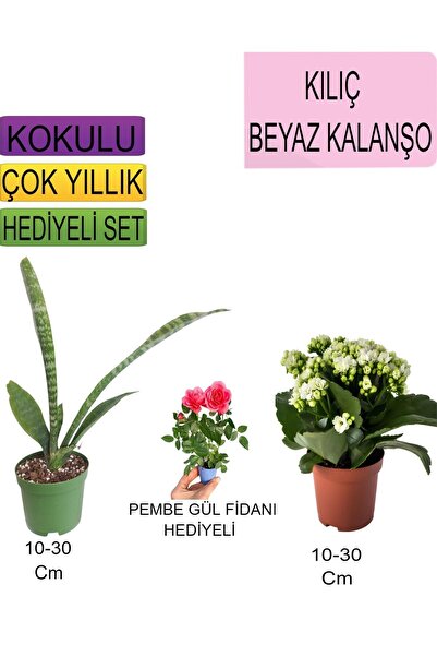 Nura Botanik Avantajlı Ürünler 3'lü Set Tek Dikim Kılıç Beyaz Kalanşo Pembe G...