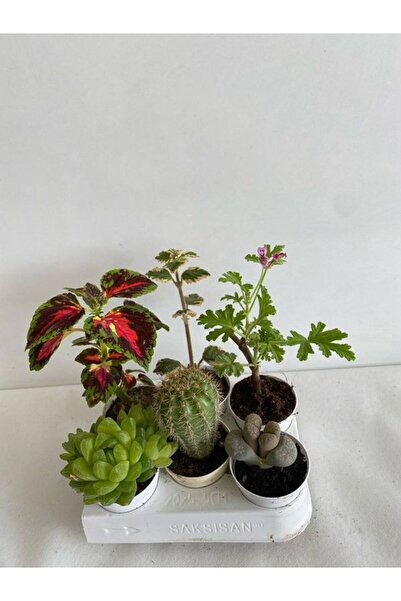 Nura Botanik 6'Lı Bitki Seti Yaprak Güzeli+Sukulent+Kokulu Benjamin+Kaktüs+It...