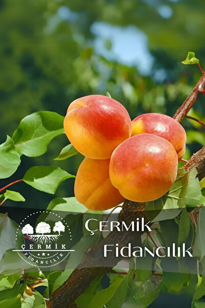 ÇERMİK FİDANCILIK TÜPLÜ Yanaklı Şekerpare Kayısı Fidanı