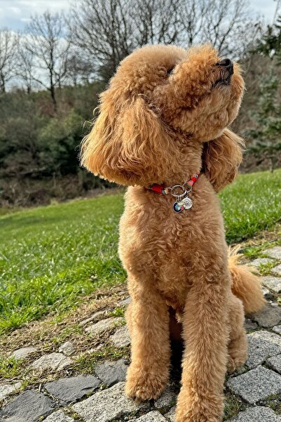 JesPawty Jesspecial Renkli İp Halat Kedi Köpek Kolyesi Charm Uçlu Gümüş Rengi