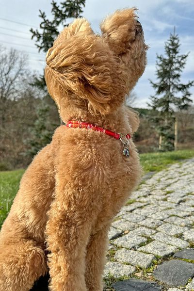 JesPawty Jesspecial Red Rope Rope Cat Dog Necklace with Charm Pendant Silver Color