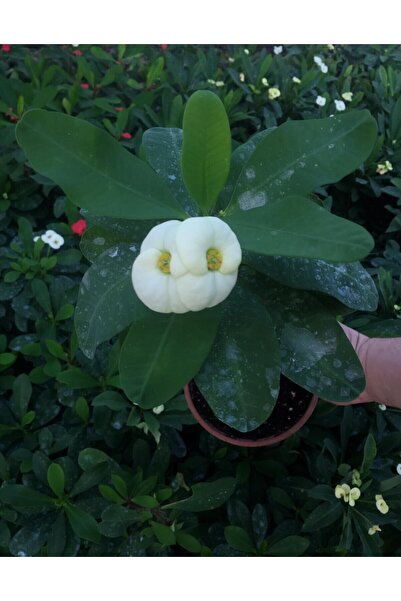 Nura Botanik Videolu Dikenler Tacı Çiçekli İthal Tayland Milli (30 60 Cm) Sak...