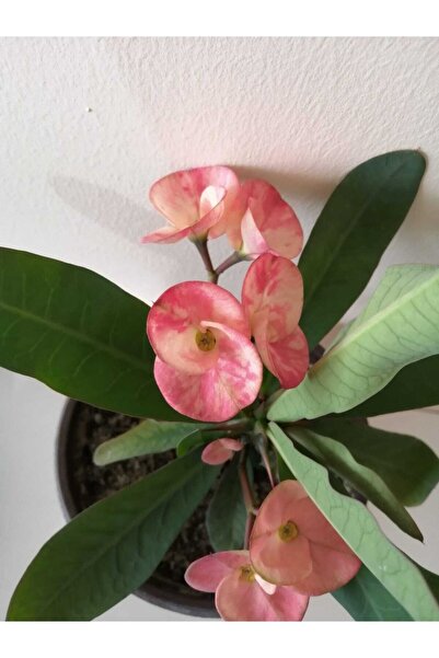 Nura Botanik Videolu Milli Dikenler Tacı 15 45 cm Saksılı Kaktüs Euphorbia