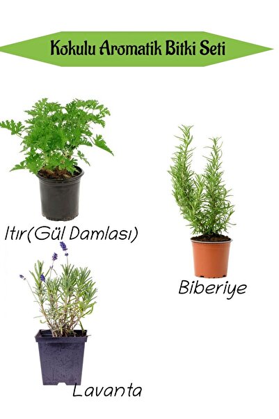 Nura Botanik Aromatik KOKULU Mutfak Seti Itır Çiçeği+Biberiye Fidanı+Lavanta ...