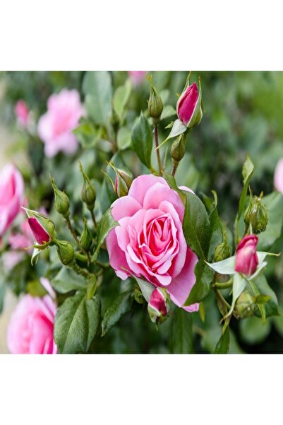 Mimoza Bitki Market Ispartadan Pembe Reçellik Isparta Gülü Fidanı 15-25 Cm