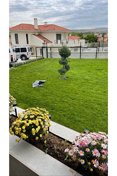 ULUSOY TOHUMCULUK Ulusoy Çim Tohumu 6 M 6 Lı Karışım 10 Kg