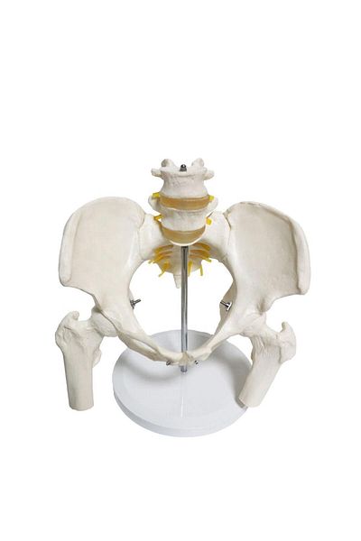 MAXİ Spine Pelvis - Model 24 Model