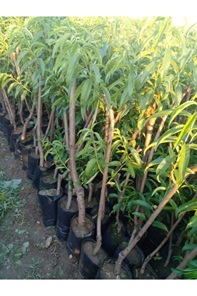 ŞANGULOĞLU BURSA ŞEFTALİ FİDANI TÜPLÜ 3 YAŞ