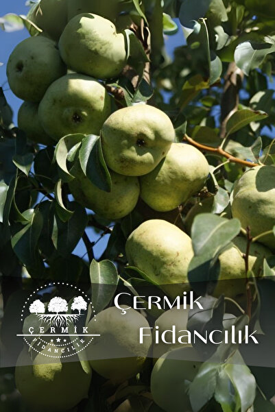 ÇERMİK FİDANCILIK TÜPLÜ Yöresel Ankara Armut Fidanı