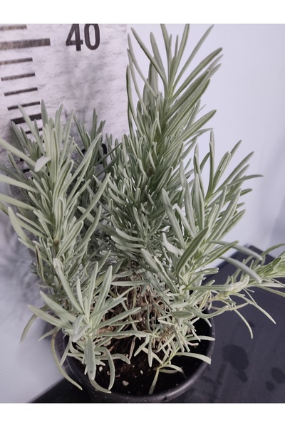 Zambak Tek Adet Canlı Lavanta Çiçeği - Hoş Kokulu Ve Sakinleştirici Bahçe Bit...