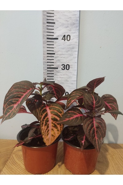 Zambak 2 Adet Çingene Şalvarı (IRESİNE DİFFUSA) - Renkli Yapraklı, Hızlı Büyüyen Dekoratif Bitki