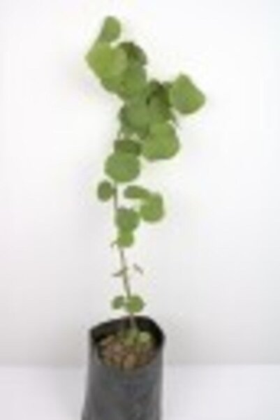 AnkaBahçe Erguvan Fidanı 20-30 cm 2 Adet Tüplü Erguvan Ağacı Fidanı Erguvan Çiçeği Fidanı Erguvan Fide Ağaç