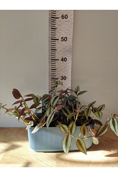 Zambak Balkon Saksılı Telgraf Çiçeği (TRADESCANTİA ZEBRİNA) - Kolay Bakımlı Dekoratif Bitki