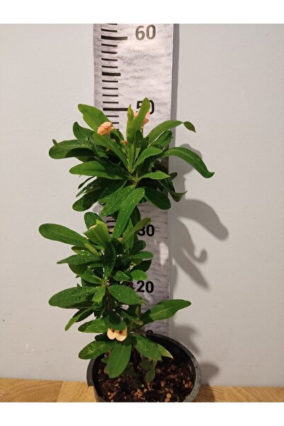 Zambak Pembe Milii Dikenler Tac Çiçeği - Zarif Ve Dayanıklı Pembe Çiçekli Iç ...