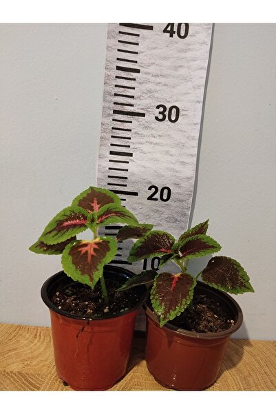 Zambak Güzel Yaprağı Yaprak Güzeli (COMMON COLEUS) - Renkli Yapraklı Iç Mekan...