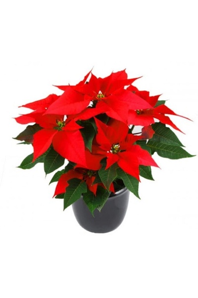 Genel Markalar Atatürk Çiçeği