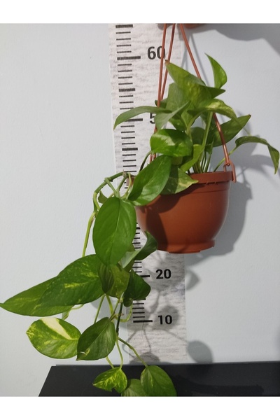 Zambak Küçük Patos bitkisi (Golden Pothos)