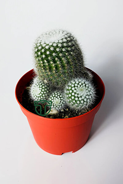 Toptan Kaktüs Notocactus Scopa Albispinus bol yavrulu kaktüs