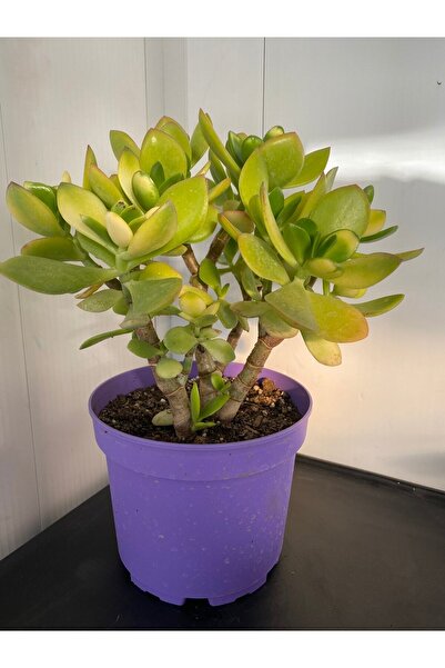 La Mortella Peyzaj Sukulent Crassula Ovata Para Çiçeği