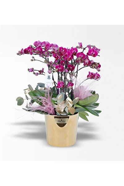 Rosebox Gold Cam Vazoda Altın Okaliptus Ve Mor Bellisimo Orkide