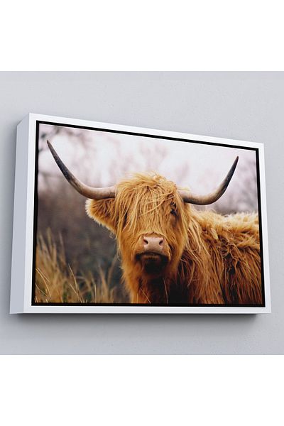 Harita Sepeti Ζωγραφική σε καμβά American Highland Cow με λευκό πλαίσιο
