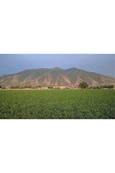 Canbaydogalurunler CANBAY DOGAL URUNLER Yonca Kuru Kemirgen Otu 2 kg Bol Çiçekli