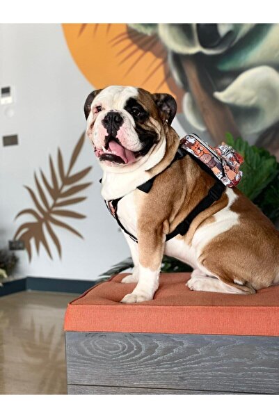 PAWLOOK Çantalı Köpek Tasması, Köpek Gögüs Tasması - Köpek Sırt Çantası - Paws Serisi
