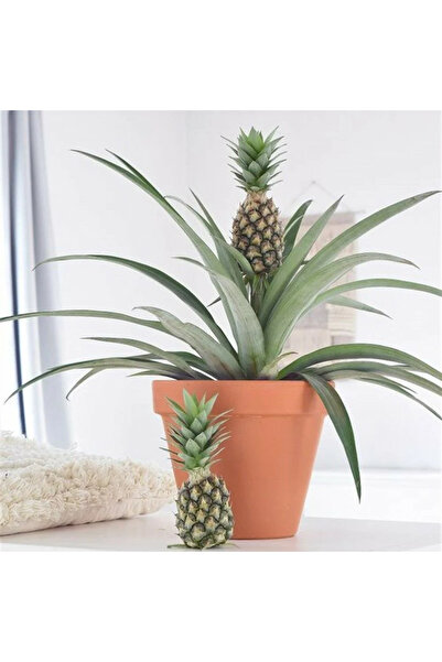 cox shine Mersin  Saksıda Ananas Fidanı 30-40 Cm