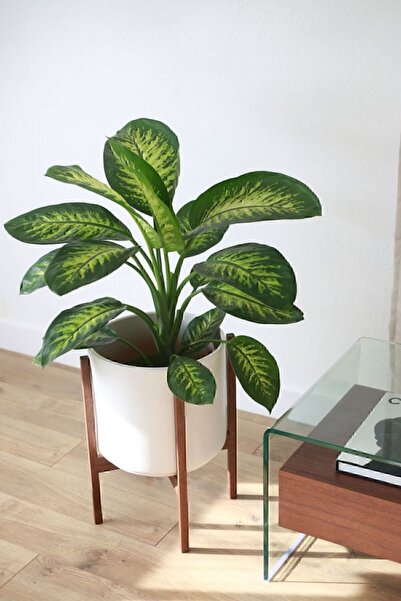 Gardenbox Dieffenbachia Tropik Snow - Difenbahya Canlı Salon Bitkisi 40 - 60 cm