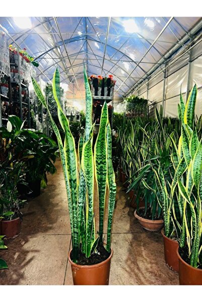 Bitkim Sende Kılıç Çiçeği Paşa Kılıcı Sansevaria Ev Bitkisi Ofis Bitki Salon ...