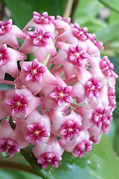 Bitkim Sende Mum Çiçeği Dantelli Pembe 10-15cm Ev Salon Bitkisi