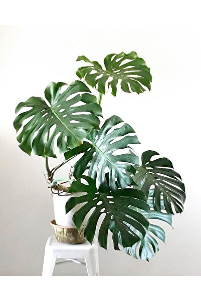 Gardenbox Monstera Deliciosa Deve Tabanı 80-100 Cm