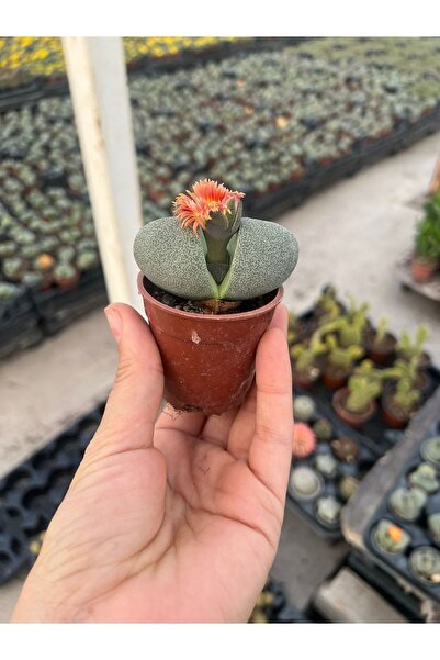 Nura Botanik Taş Kaktüs Lithops Pleiospilos Nelii Cactus 6,5 Cm