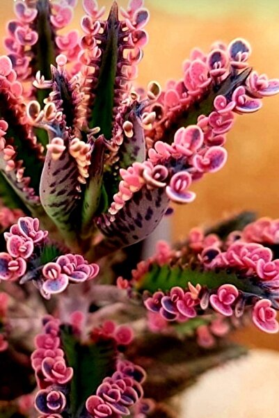 Gardenbox Pink Butterfly (AŞK) Çiçeği Salon Ve Ofis Bakılır Minik 5.5cm /şuan Çiçeksizdir